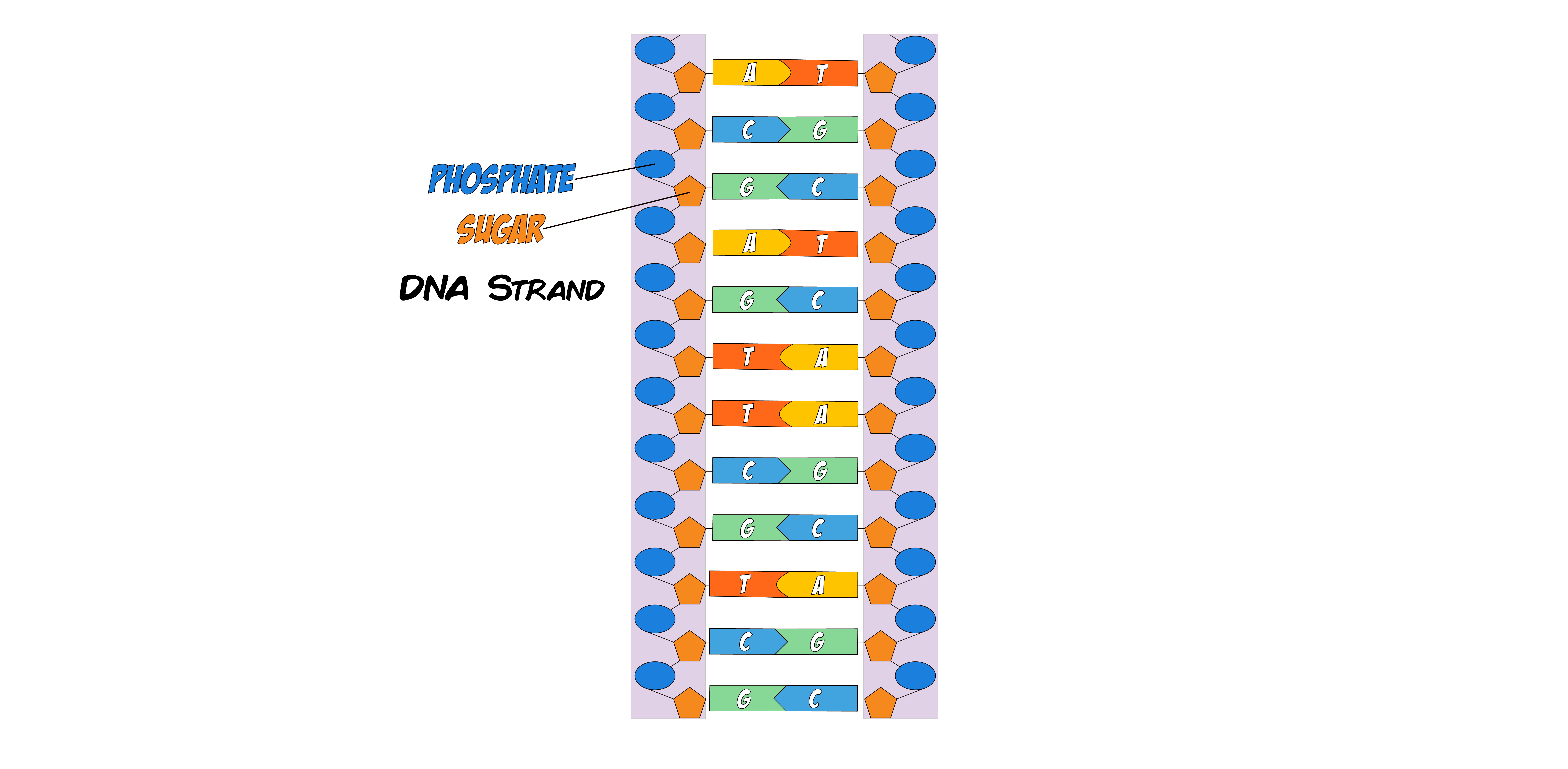 DNA Strand
